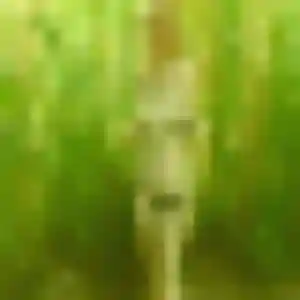 Ariane, femme de 37 ans propose plan cul à Dives-sur-Mer