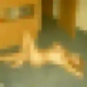 Belle Tamara, 44 ans à Saint-Grégoire - la contacter
